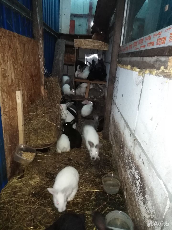 Кролики 2-3 мес купить на Зозу.ру - фотография № 2