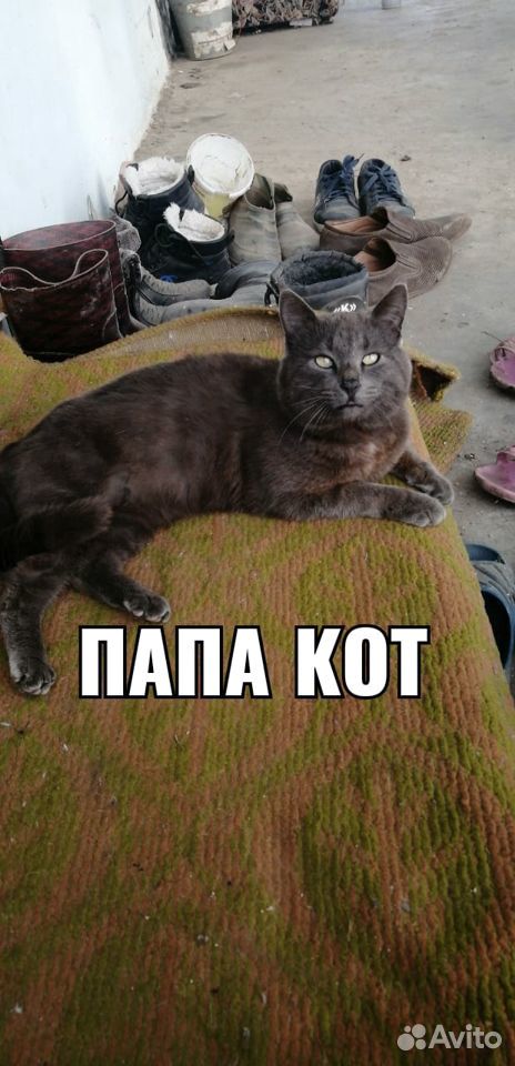 Рыжий,персиковый, серый и черный котята купить на Зозу.ру - фотография № 6