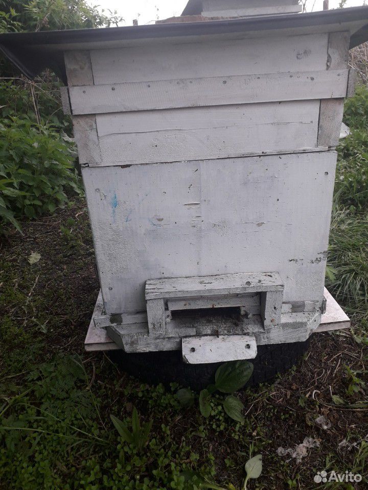 Продам пчелосемьи купить на Зозу.ру - фотография № 8