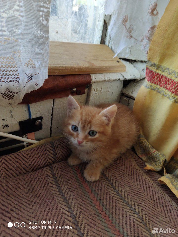 Котята сибирские купить на Зозу.ру - фотография № 4
