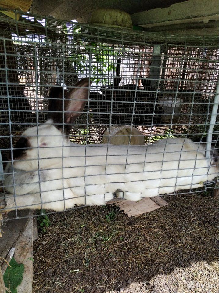 Кролики молодняк 35 суток купить на Зозу.ру - фотография № 9