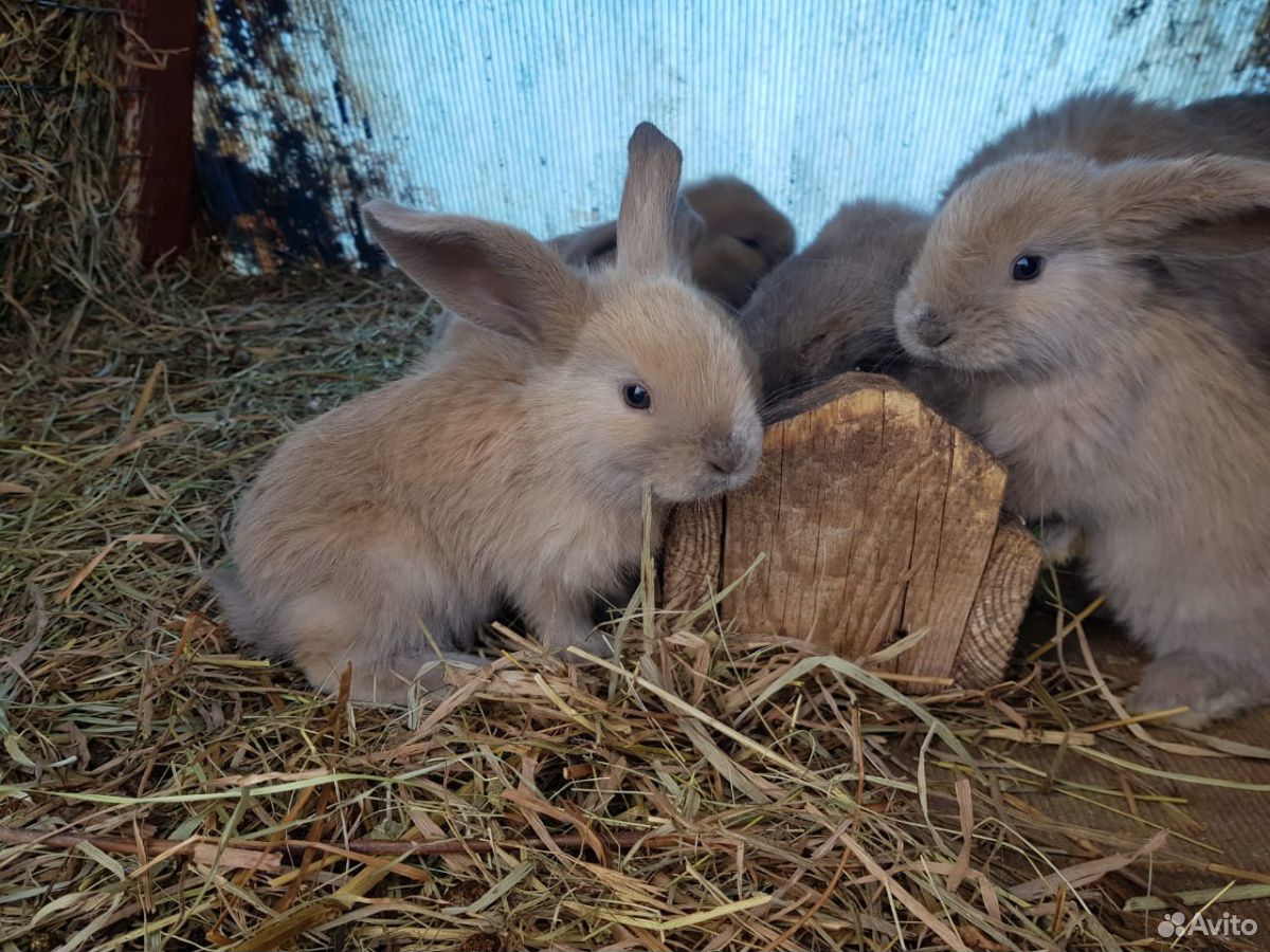 Кролики породы Французский баран купить на Зозу.ру - фотография № 2