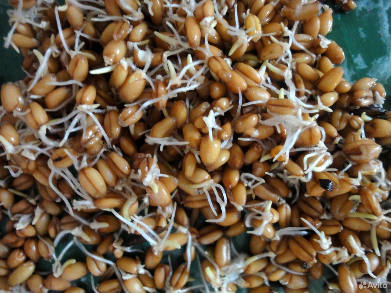 Зерно пшеницы пророщенное купить на Зозу.ру - фотография № 2