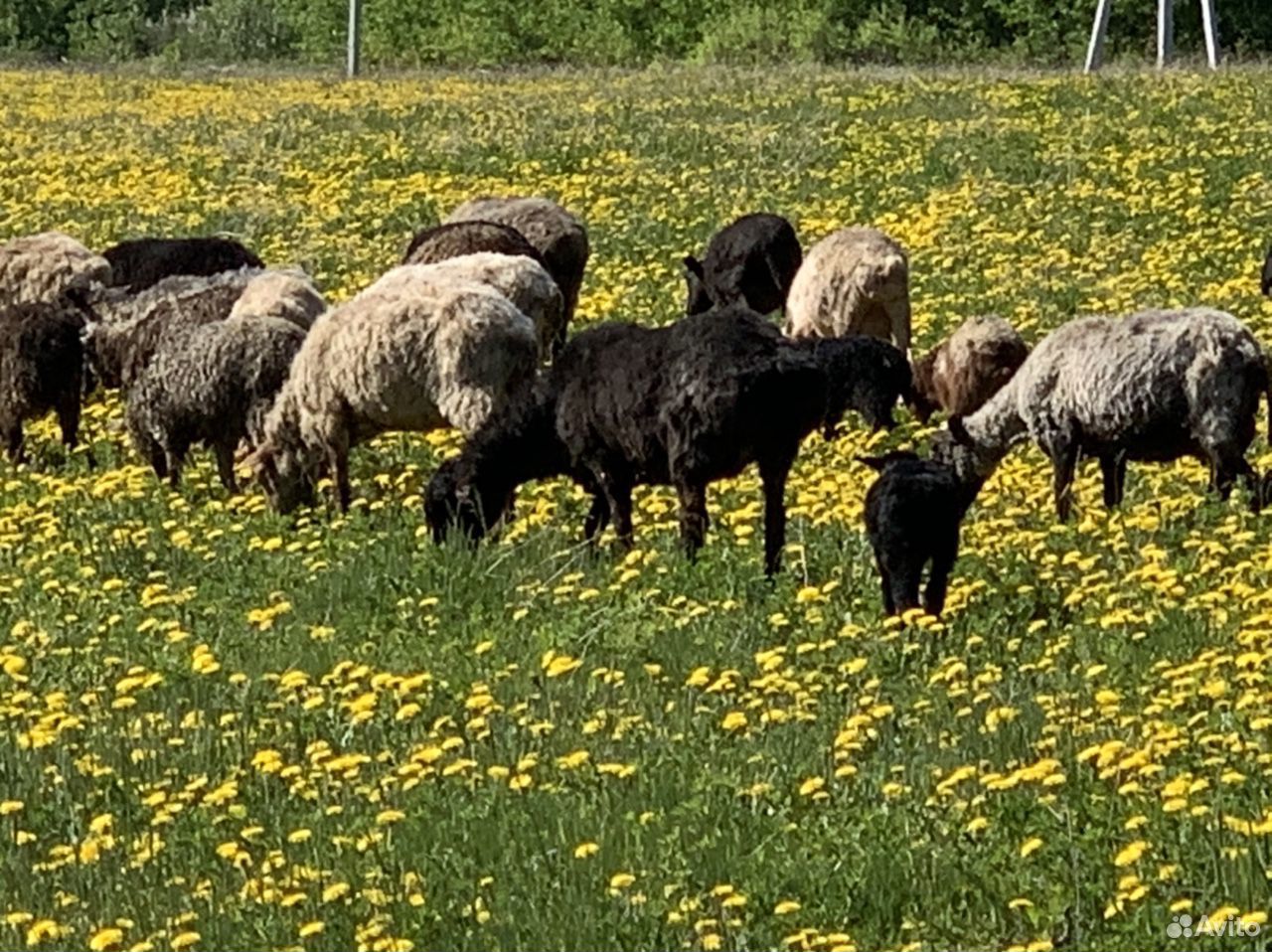 Овцы, ягнята, козлы купить на Зозу.ру - фотография № 3