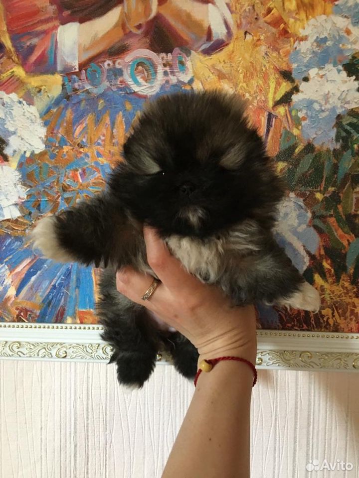 Собака пекинес Девочка 2 месяца купить на Зозу.ру - фотография № 2