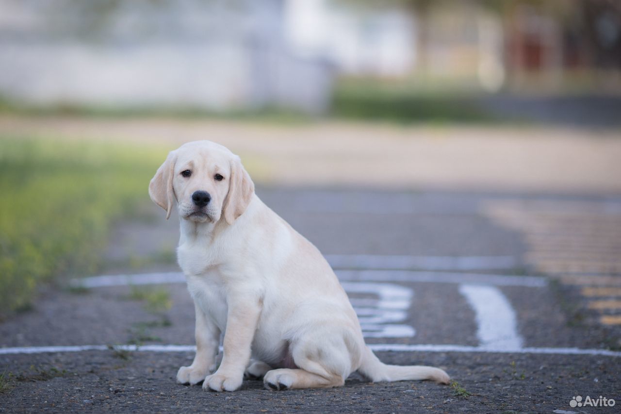 Собака лабрадор девочка. Лабрадор ретривер бежевый. Собака лабрадор девочка. Собака лабрадор девочка. Лабрадор палевый.