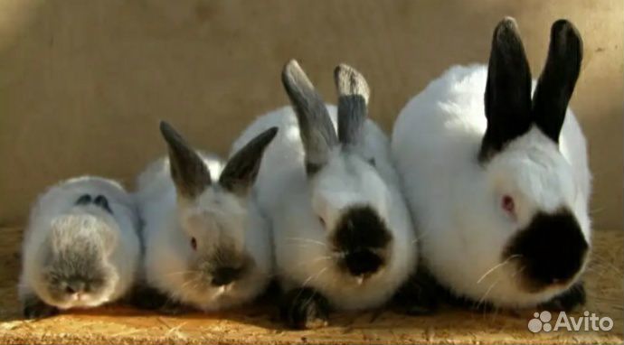 Кролики калифорнийцы купить на Зозу.ру - фотография № 2