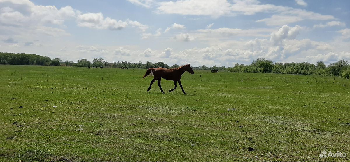 Лошади рысистых пород купить на Зозу.ру - фотография № 7
