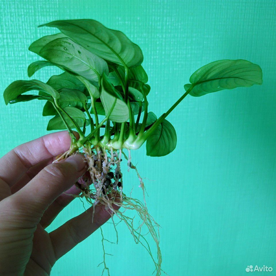 Аквариумное растение'Анубиас' купить на Зозу.ру - фотография № 6
