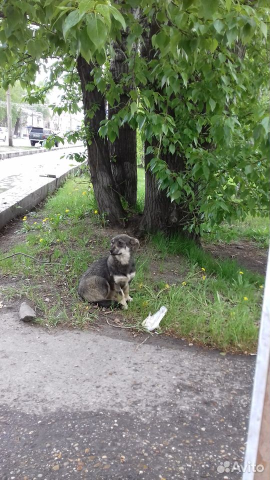 Собачка купить на Зозу.ру - фотография № 2
