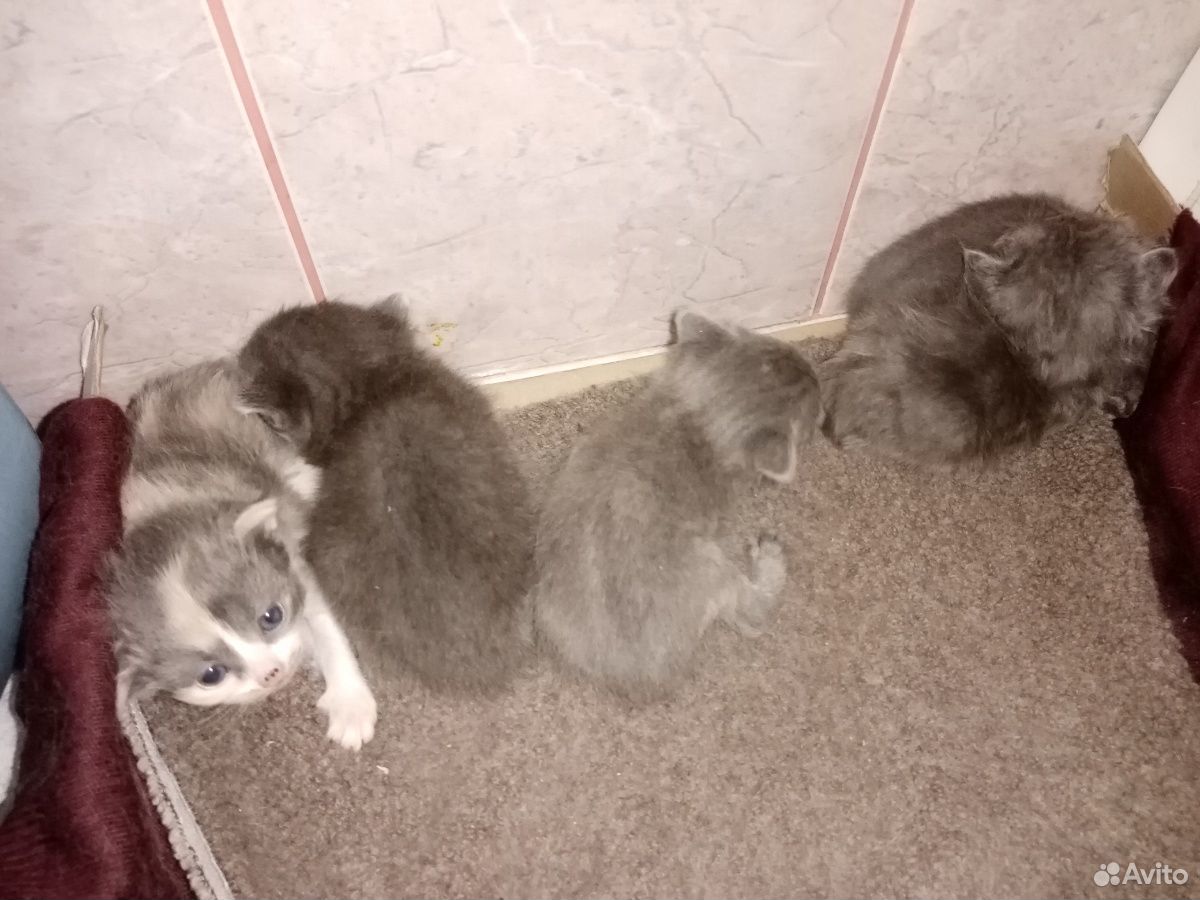 Кошка с котятами купить на Зозу.ру - фотография № 6