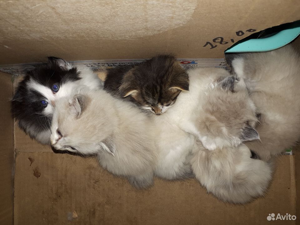 Котята от кошки-мышеловки купить на Зозу.ру - фотография № 2