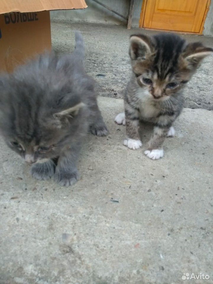Два кота одна кошка купить на Зозу.ру - фотография № 2
