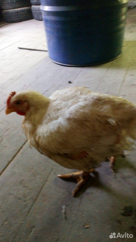 Цыпленок бролер купить на Зозу.ру - фотография № 2