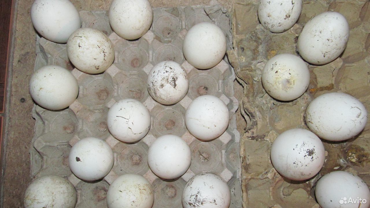 Гусиное яйцо в инкубатор купить на Зозу.ру - фотография № 1