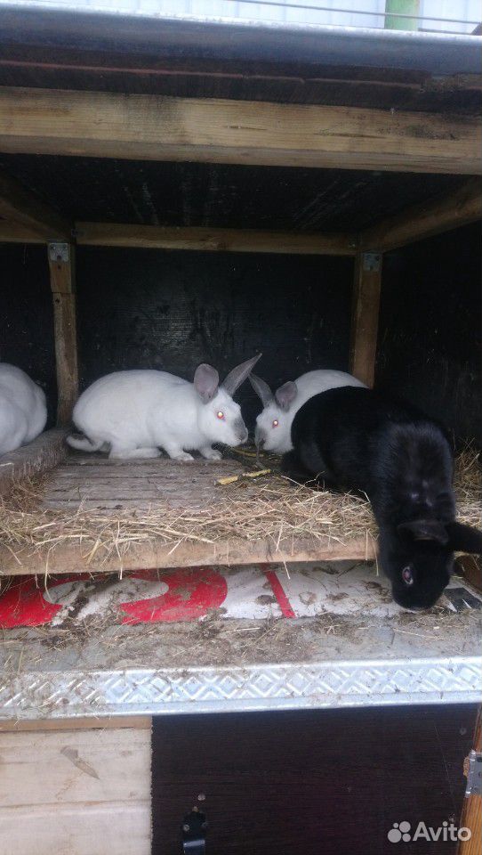 Кролики помесь колифорницы и стрекачь купить на Зозу.ру - фотография № 2