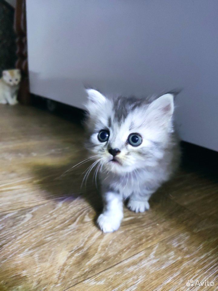 Сибирские котята купить на Зозу.ру - фотография № 3