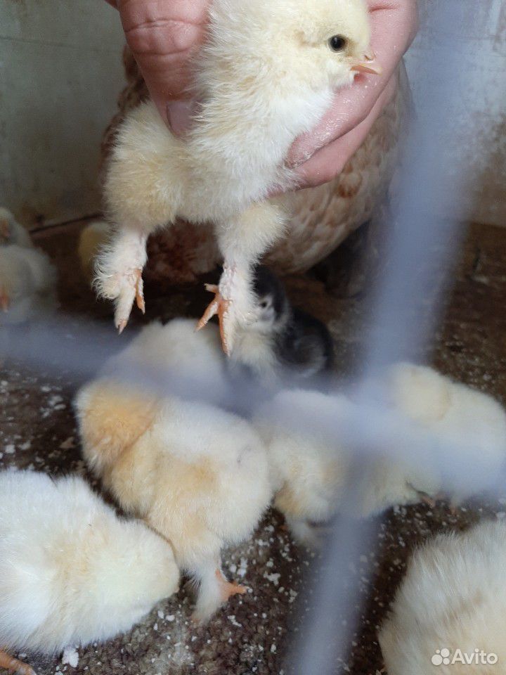 Курица и индюк с цыплятами купить на Зозу.ру - фотография № 4