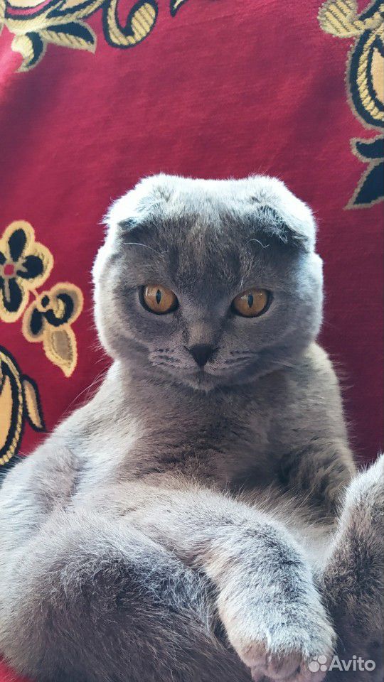 Шотланский кот на Вязку купить на Зозу.ру - фотография № 1