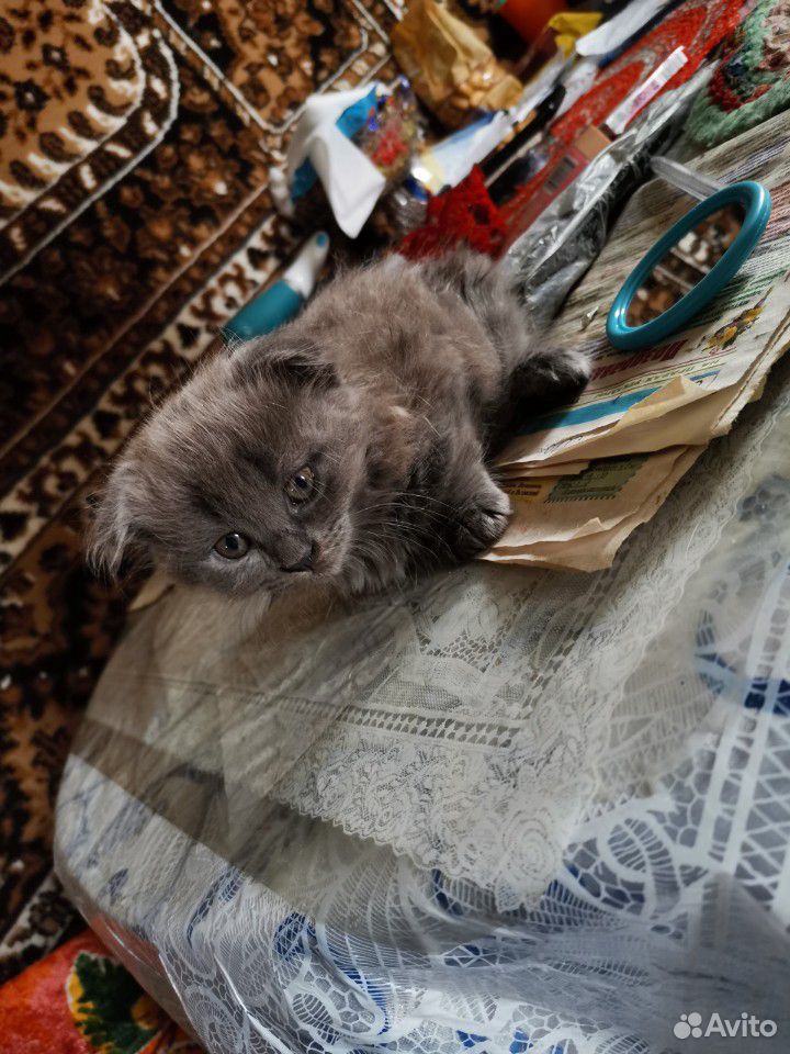 Продам котят купить на Зозу.ру - фотография № 10
