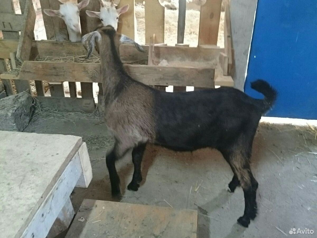 Заано-нубийская коза, козлята купить на Зозу.ру - фотография № 4