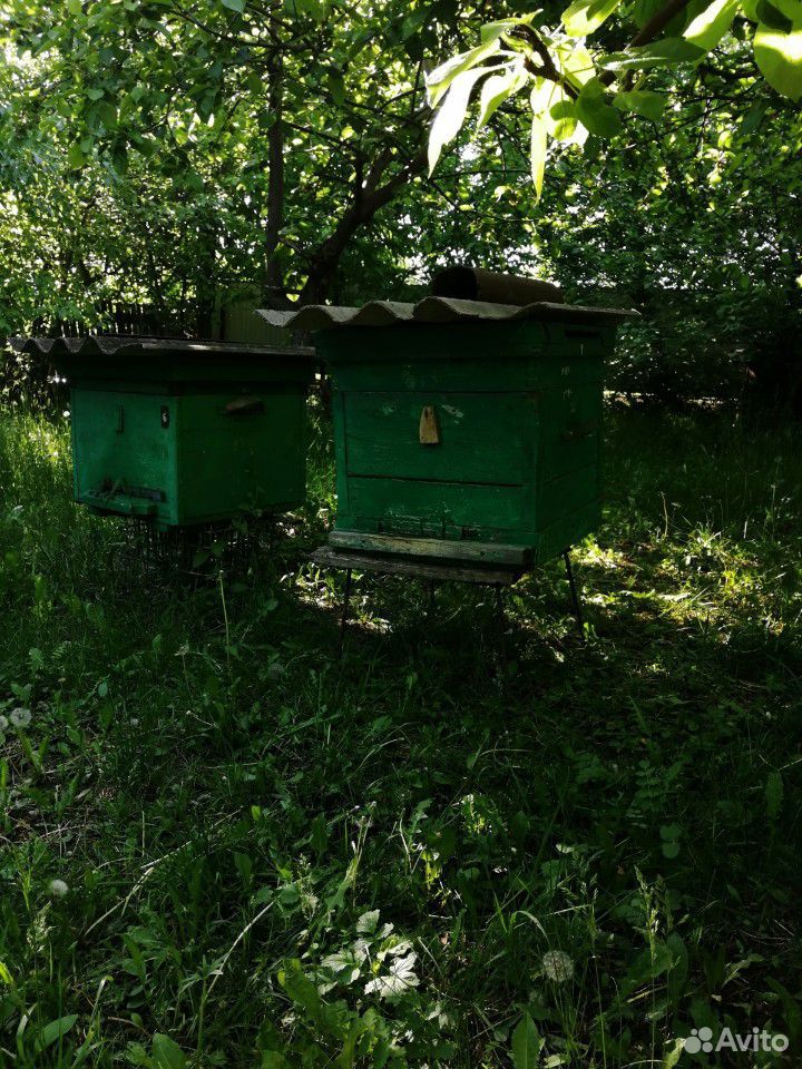 Пчелиный рой, пчелы, пчелиная семья, ульи с пчелам купить на Зозу.ру - фотография № 8
