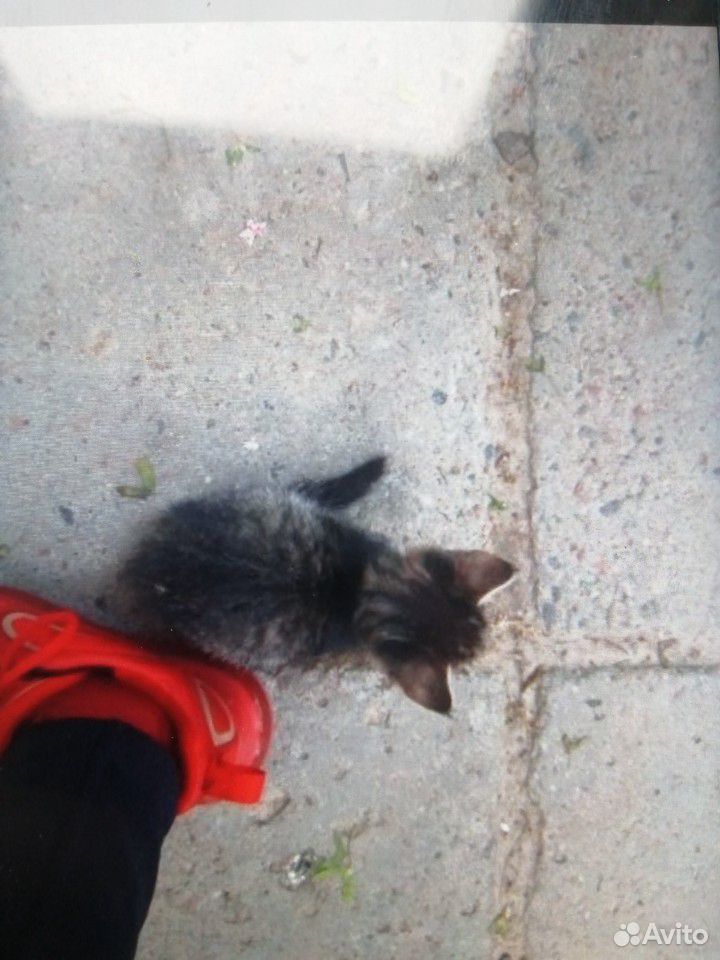 Котёнок умирает на улице купить на Зозу.ру - фотография № 1
