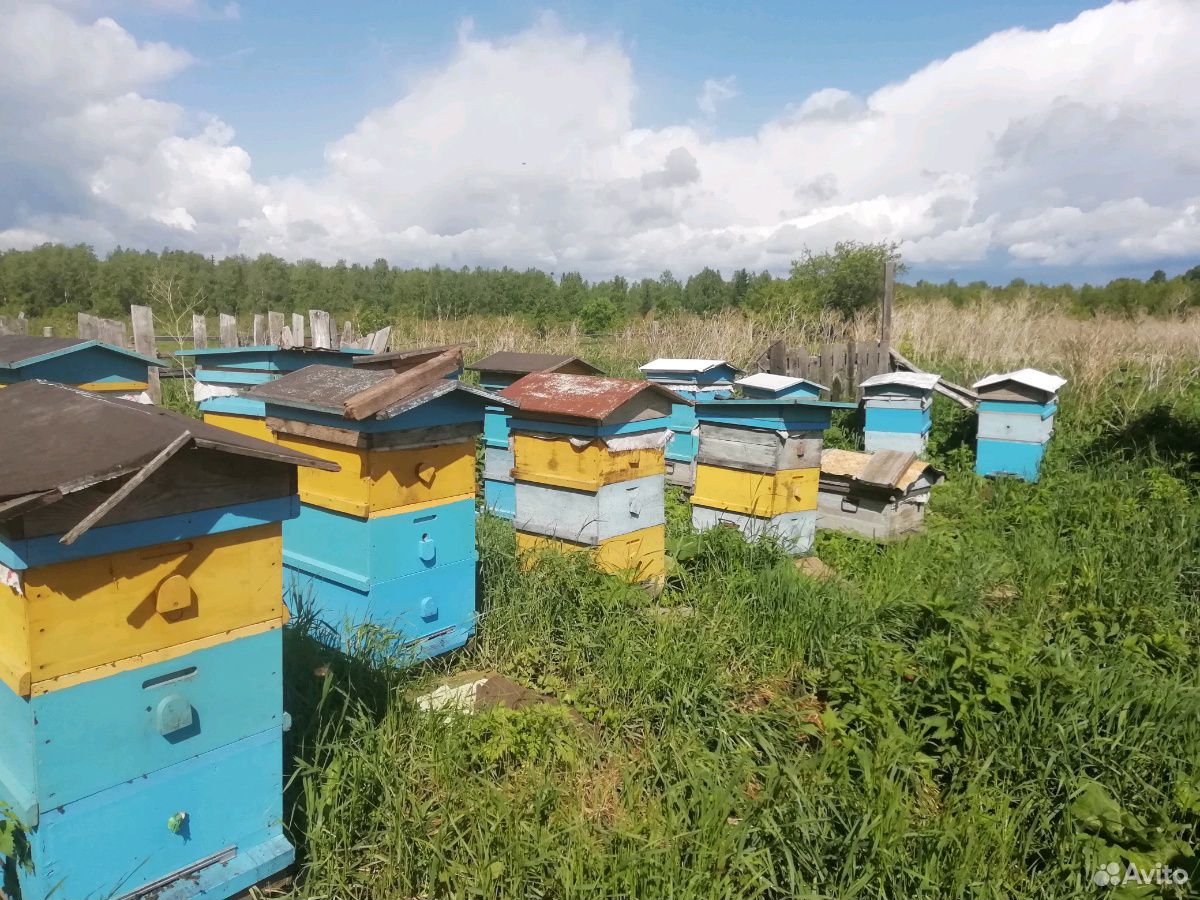 Продаются пчёлы с мёдом Цена договорная купить на Зозу.ру - фотография № 2