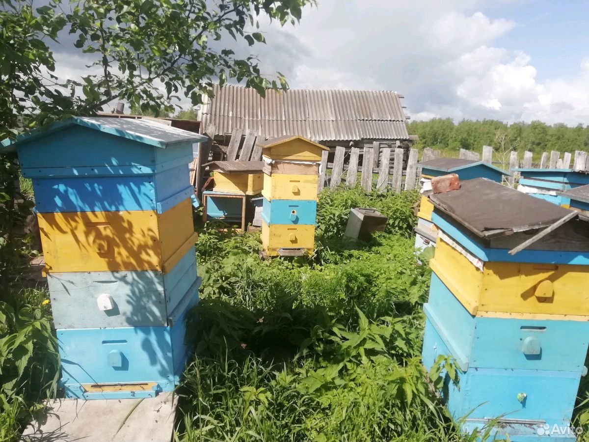 Продаются пчёлы с мёдом Цена договорная купить на Зозу.ру - фотография № 6