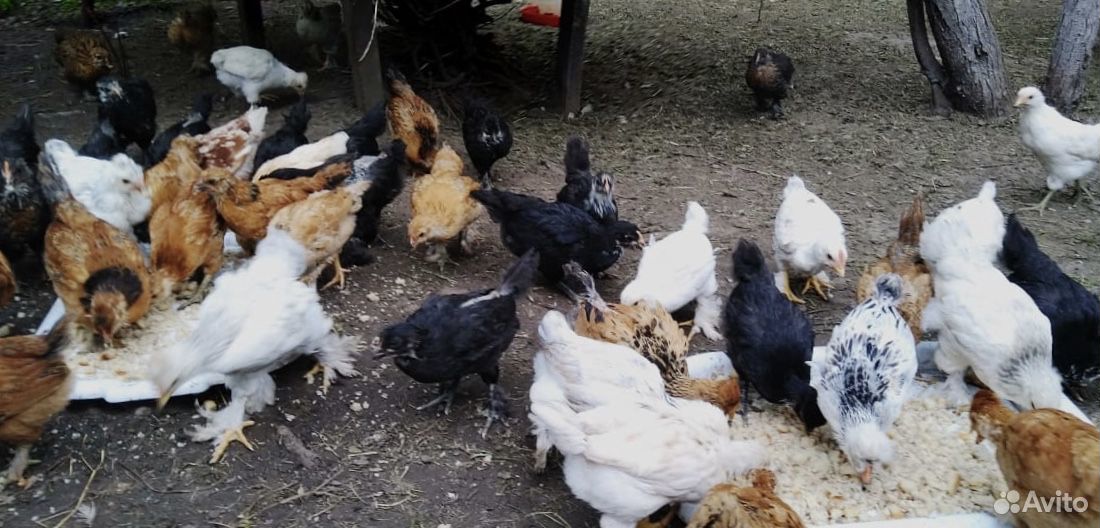 Цыплята кур несушек месячные купить на Зозу.ру - фотография № 1