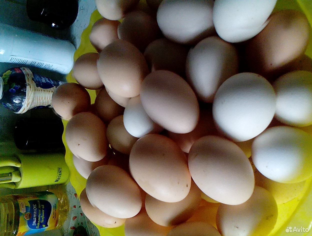 Яйцо на инкубацию купить на Зозу.ру - фотография № 5