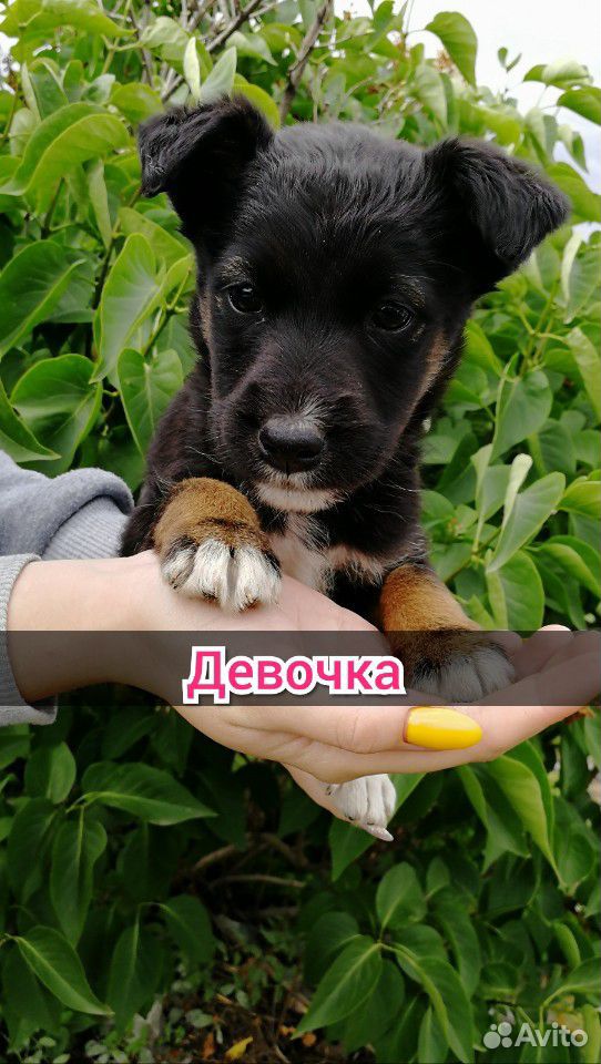 Отдам щенков купить на Зозу.ру - фотография № 2