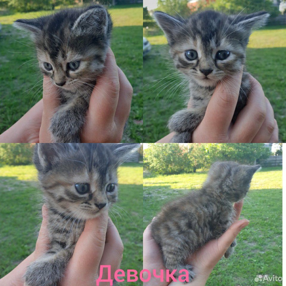 Котята бесплатно купить на Зозу.ру - фотография № 3