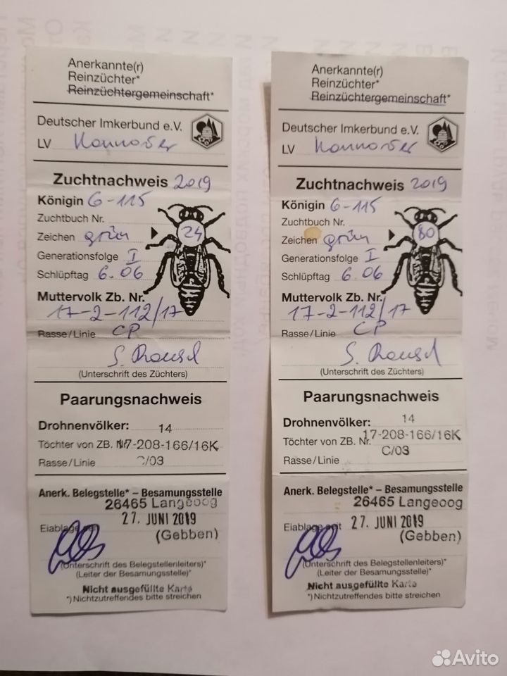 Продажа пчелиных маток купить на Зозу.ру - фотография № 2