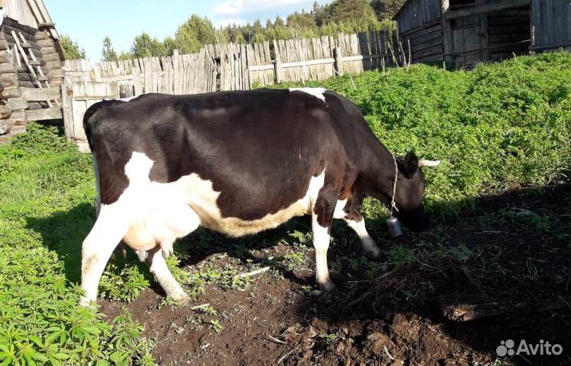 Продам дойную корову с месячным теленком купить на Зозу.ру - фотография № 1