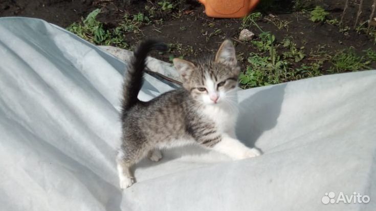 Котёнок в поисках дома и заботливых хозяев купить на Зозу.ру - фотография № 1