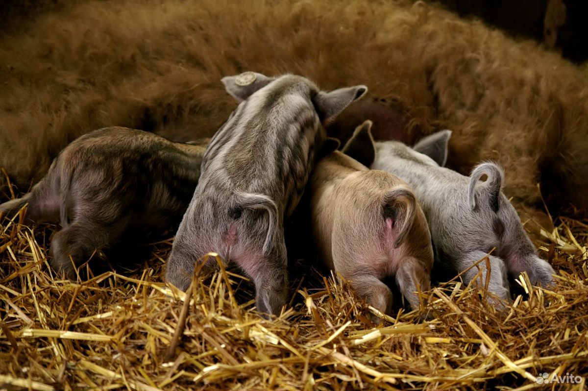 Мангалица(Венгерская порода домашних свиней) купить на Зозу.ру - фотография № 1