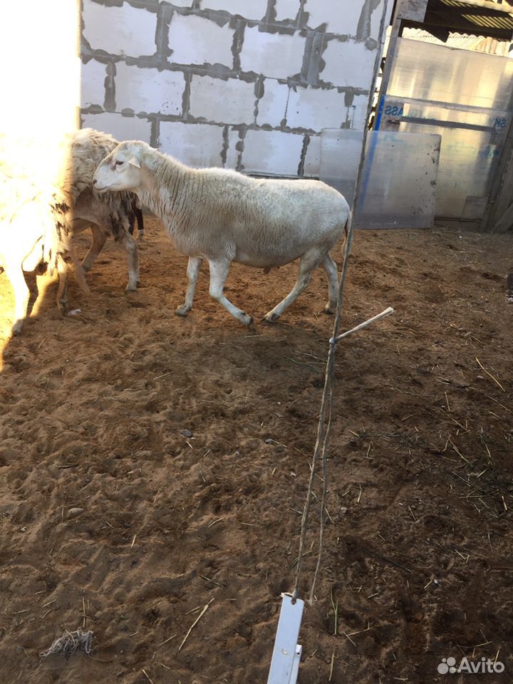 Катумские овцы купить на Зозу.ру - фотография № 8