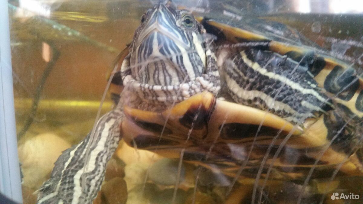 Черепаха водяная купить на Зозу.ру - фотография № 3
