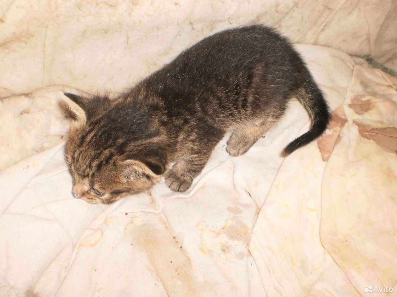 Котейки от мамы мышеловки купить на Зозу.ру - фотография № 2