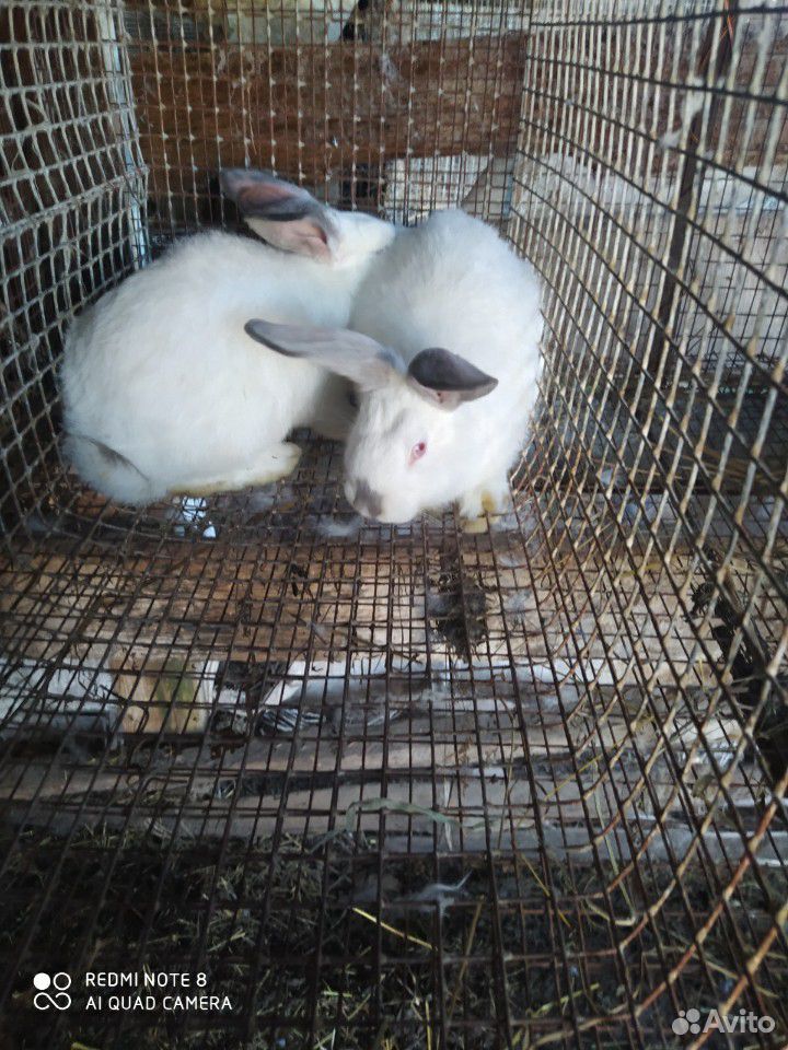 Калифорнийский кролик 2 месяца обоим цена в низу купить на Зозу.ру - фотография № 3