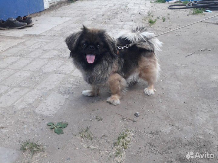 Собака пикенес (2 года) купить на Зозу.ру - фотография № 3