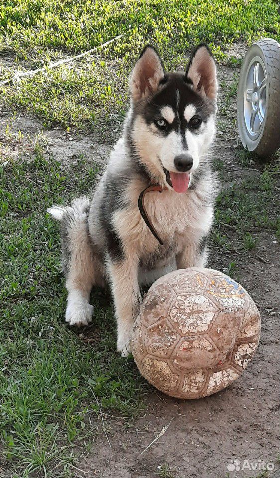 Собака породы хаски купить на Зозу.ру - фотография № 2