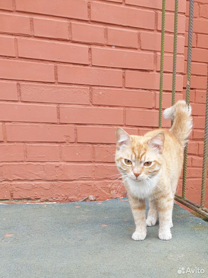 Молодой кот купить на Зозу.ру - фотография № 1