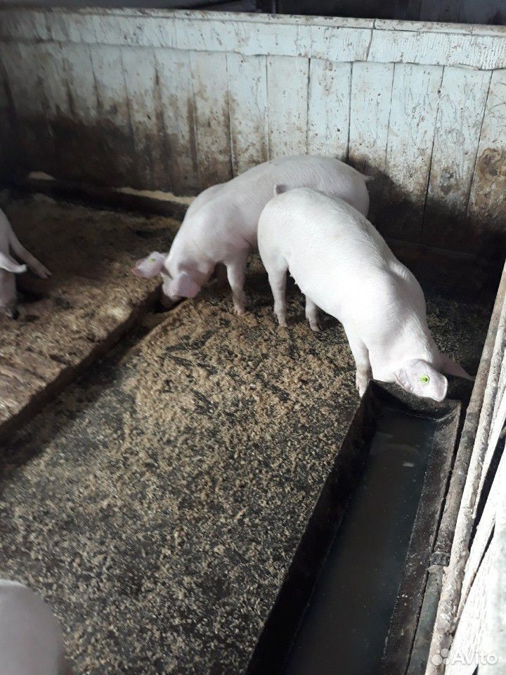 Свинки ремонтные по4 месяца купить на Зозу.ру - фотография № 3