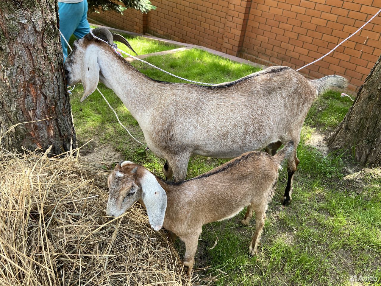 Нубийская коза и козленок купить на Зозу.ру - фотография № 2