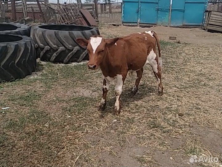 Корова с телятами купить на Зозу.ру - фотография № 1