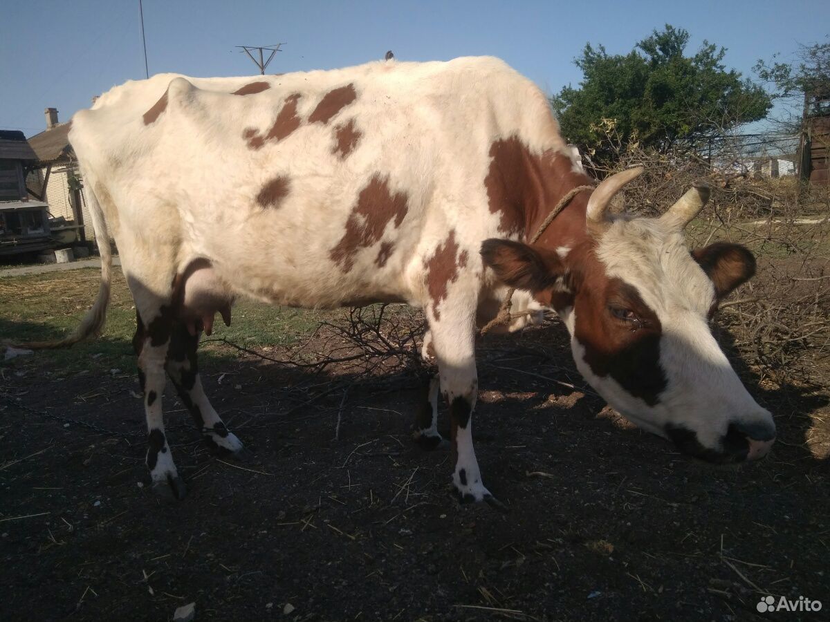 Корова молочная, бычок, телочки, козы, барашки купить на Зозу.ру - фотография № 7