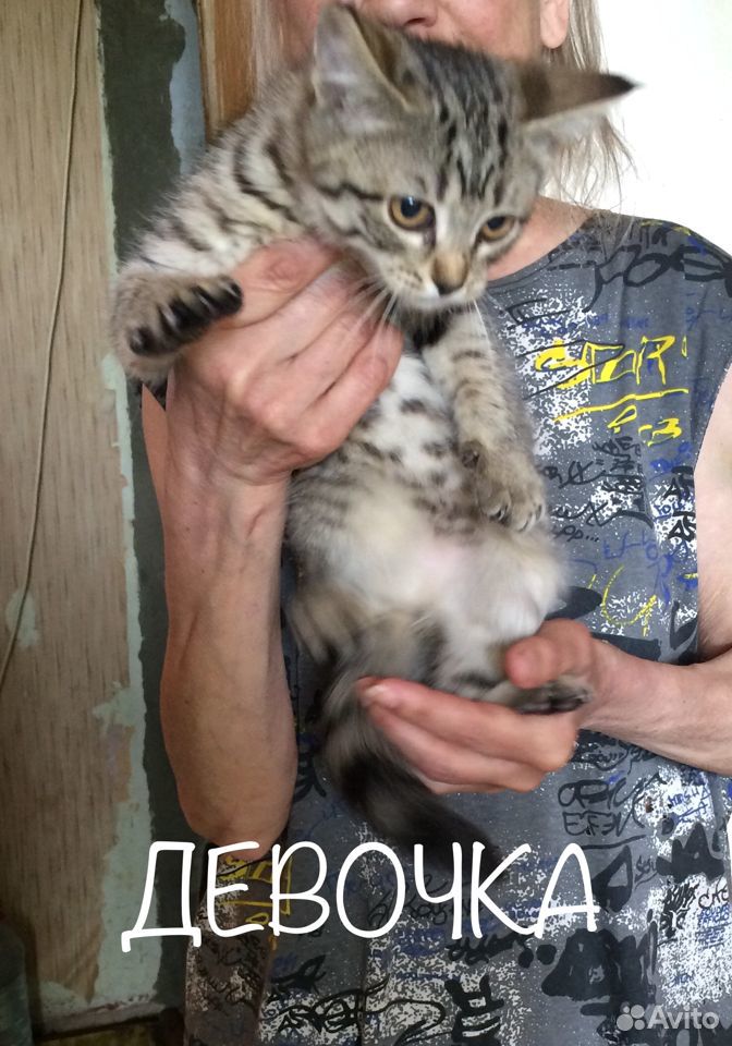 Котята В добрые руки купить на Зозу.ру - фотография № 3