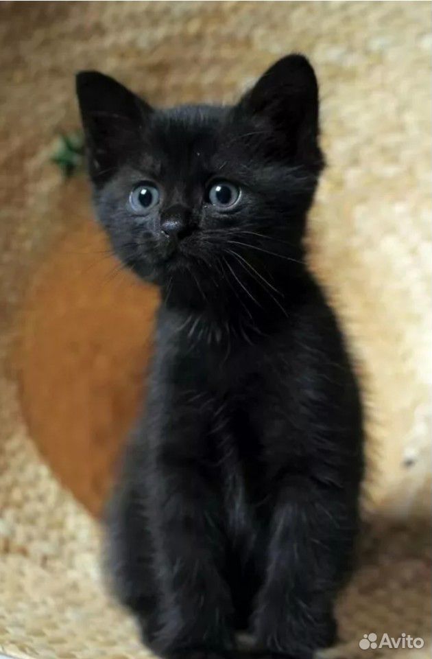 Чёрный котёнок купить на Зозу.ру - фотография № 2